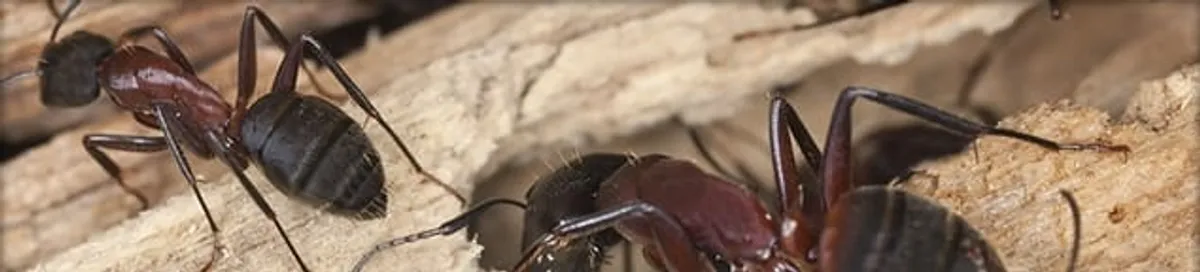 Close-up of ants on wood showing an active ant infestation in Sarasota, FL
