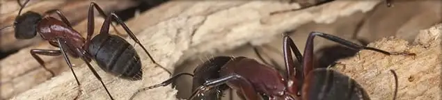 Close-up of ants on wood showing an active ant infestation in Sarasota, FL