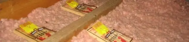 Mouse traps placed in an attic for rodent control in Sarasota, FL