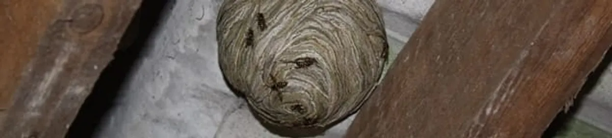 Wasp nest in an attic space, a common home infestation risk in Sarasota, FL