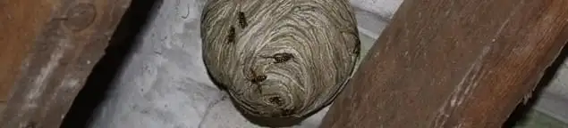 Wasp nest in an attic space, a common home infestation risk in Sarasota, FL