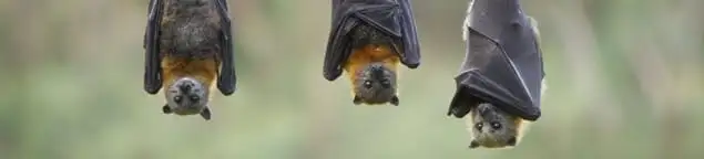 Bats roosting together, a common sign of a bat infestation in Sarasota, FL