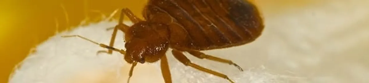 Close-up of a bed bug, a sign of an active infestation in Sarasota, FL