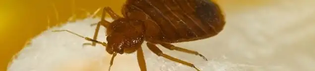 Close-up of a bed bug, a sign of an active infestation in Sarasota, FL
