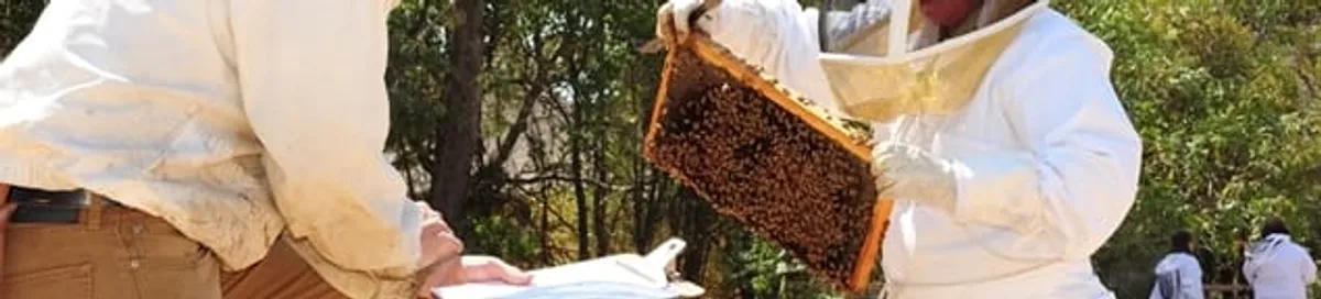 Bee removal specialists relocating a hive and honeycomb safely in Sarasota, FL