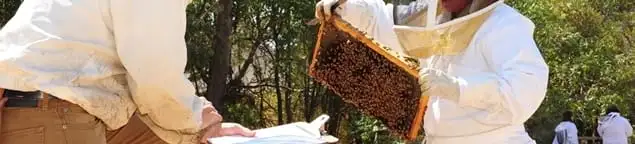 Bee removal specialists relocating a hive and honeycomb safely in Sarasota, FL