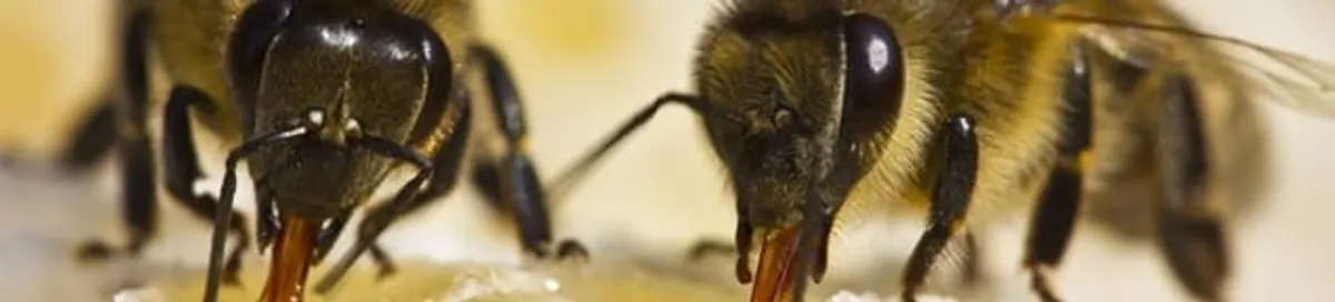 Close-up of honey bees, a sign of a nearby hive in Sarasota, FL