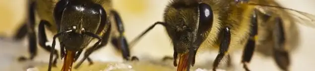 Close-up of honey bees, a sign of a nearby hive in Sarasota, FL