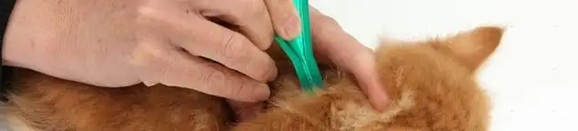 Flea treatment for pets using a flea comb, a sign of flea problems in Sarasota, FL