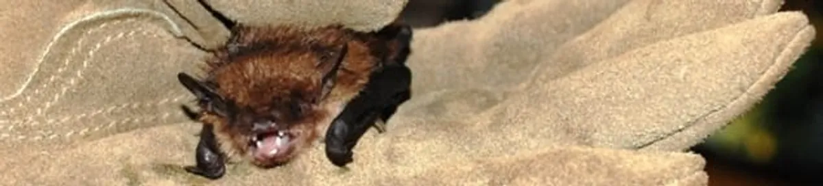 Bat removal specialist holding a bat safely during humane exclusion in Sarasota, FL