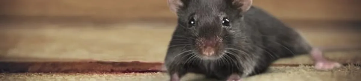 Mouse indoors, a common sign of a rodent infestation in Sarasota, FL