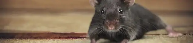 Mouse indoors, a common sign of a rodent infestation in Sarasota, FL