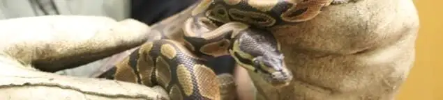 Snake removal specialist safely handling a snake with protective gloves in Sarasota, FL