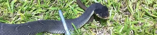 Snake in a yard, a common sign of a snake problem near a home in Sarasota, FL