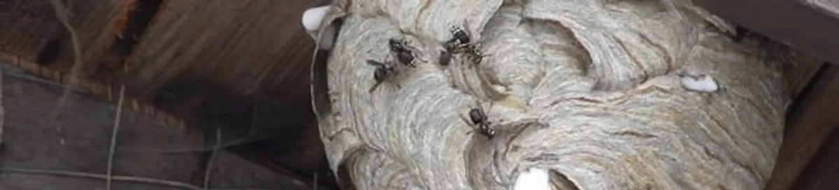 Close-up of a wasp nest with active wasps, a sign of an infestation in Sarasota, FL