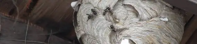 Close-up of a wasp nest with active wasps, a sign of an infestation in Sarasota, FL
